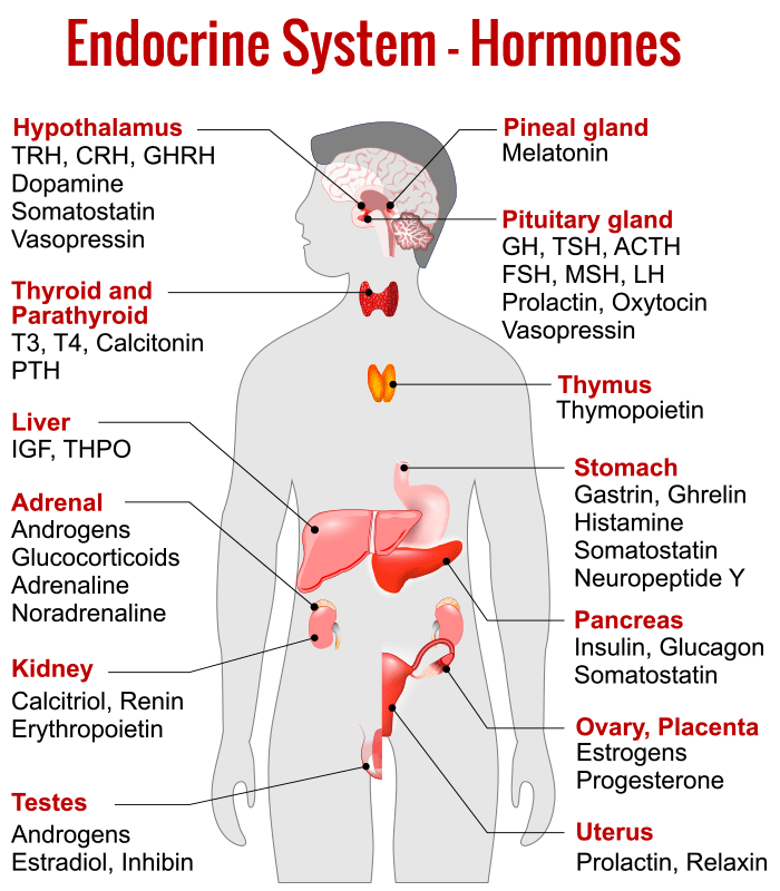 Endocrine System Hormones