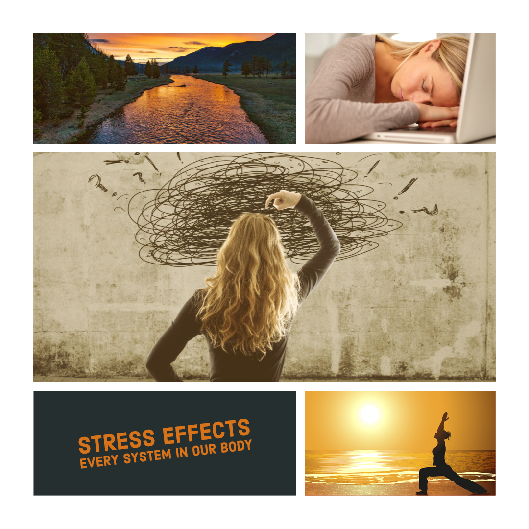 Stress Effects Every System in your body